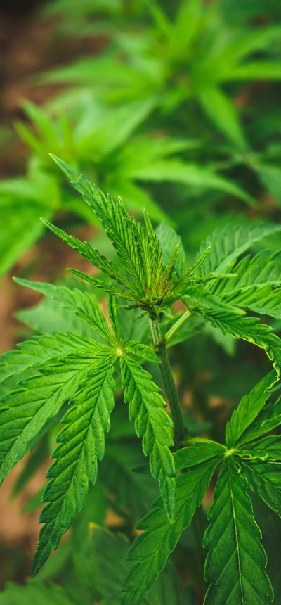 手机播放页面截图，画面中央是剧集视频，底部有进度条与清晰度切换按钮，右上角显示当前集数编号